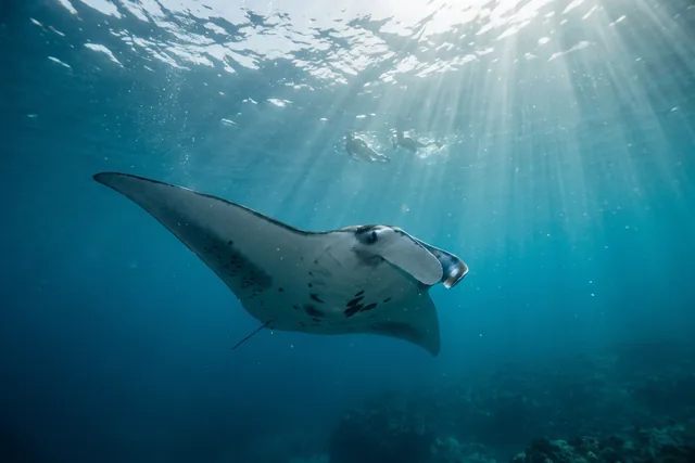 Manta plávajúca v modrej vode, nad ňou šnorchlujúci ľudia
