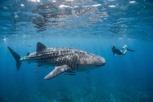 A whale shark below the surface with a snorkeller keeping a safe distance