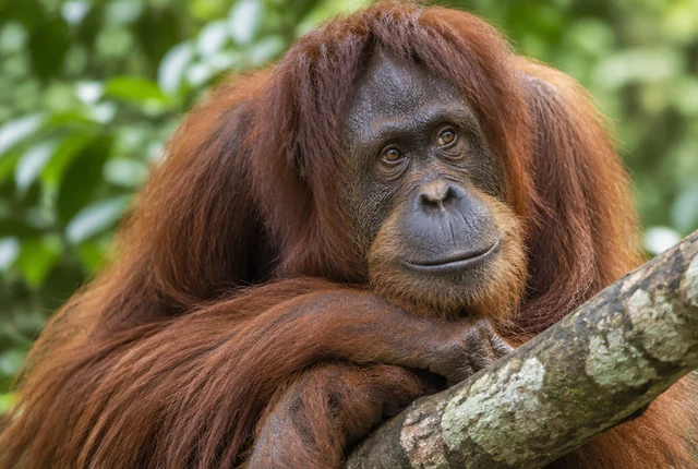 An orangutan resting on a branch
