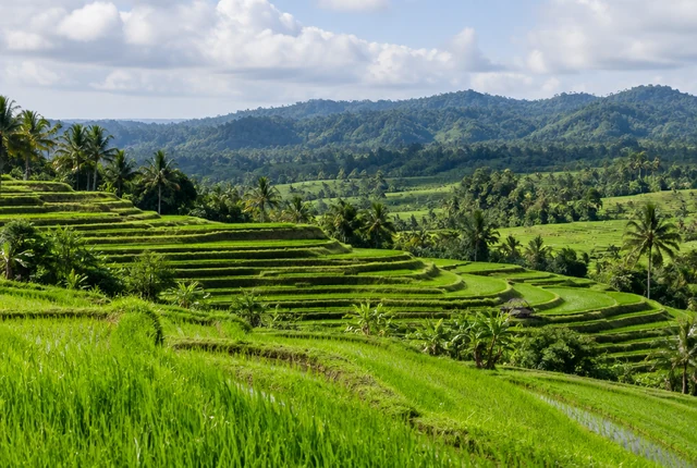 Zelené ryžové terasy a kopce na Bali