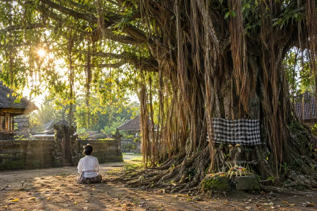 Illustrative image: an old banyan tree with aerial roots and a person sitting beneath it