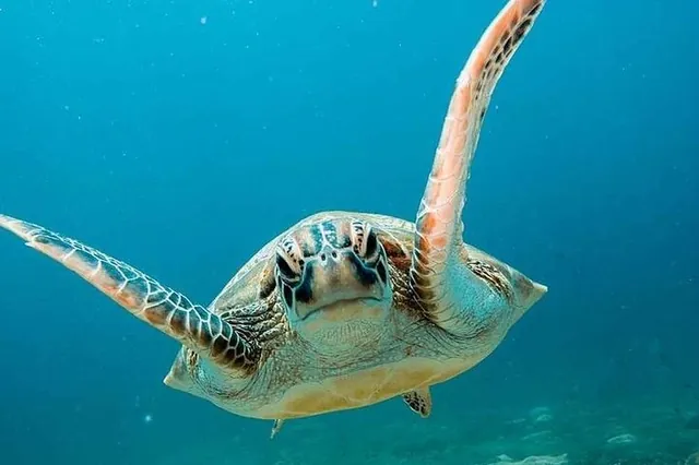 Morská korytnačka pri Gili