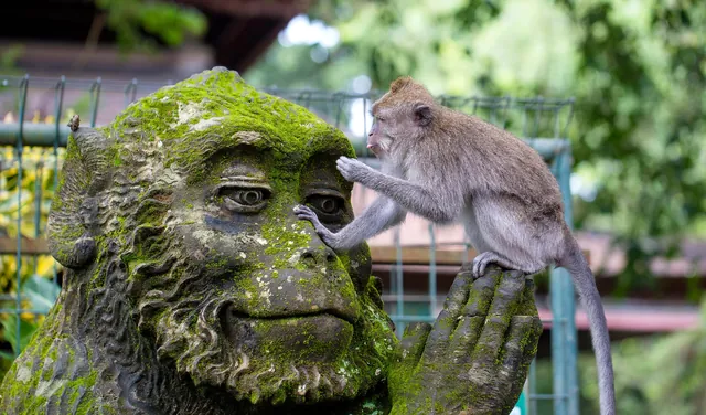 Macaque on a moss-covered statue