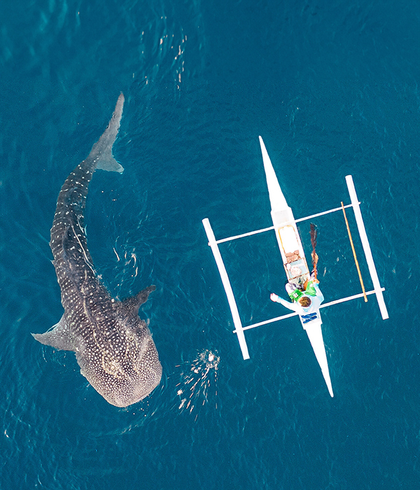 Plávanie so žralokmi veľrybími v Indonézii