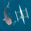 Plávanie so žralokmi veľrybími v Indonézii